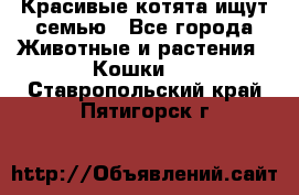 Красивые котята ищут семью - Все города Животные и растения » Кошки   . Ставропольский край,Пятигорск г.